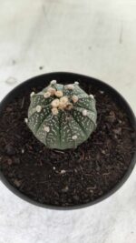 ASTROPHYTUM ASTERIAS Nº 492 – vaso 11 - Imagem 7