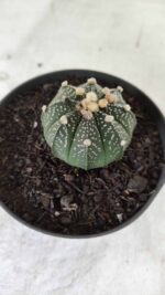 ASTROPHYTUM ASTERIAS Nº 492 – vaso 11 - Imagem 6
