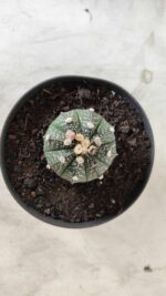 ASTROPHYTUM ASTERIAS Nº 492 – vaso 11 - Imagem 3