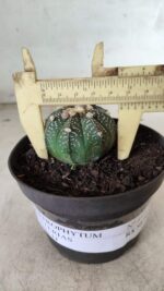 ASTROPHYTUM ASTERIAS Nº 492 – vaso 11