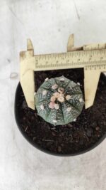 ASTROPHYTUM ASTERIAS Nº 492 – vaso 11 - Imagem 5