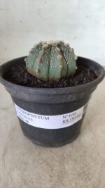 MATRIZ ASTROPHYTUM ASTERIAS Nº 640 – vaso 15 - Imagem 2