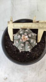 MATRIZ ASTROPHYTUM ASTERIAS Nº 640 – vaso 15 - Imagem 11