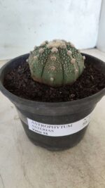 MATRIZ ASTROPHYTUM ASTERIAS Nº 640 – vaso 15 - Imagem 10