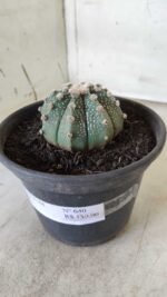MATRIZ ASTROPHYTUM ASTERIAS Nº 640 – vaso 15 - Imagem 9
