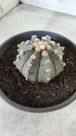 MATRIZ ASTROPHYTUM ASTERIAS Nº 640 – vaso 15 - Imagem 8