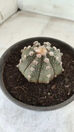 MATRIZ ASTROPHYTUM ASTERIAS Nº 640 – vaso 15 - Imagem 7