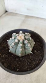 MATRIZ ASTROPHYTUM ASTERIAS Nº 640 – vaso 15 - Imagem 6