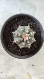 MATRIZ ASTROPHYTUM ASTERIAS Nº 640 – vaso 15 - Imagem 3