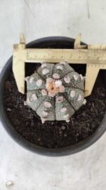 MATRIZ ASTROPHYTUM ASTERIAS Nº 640 – vaso 15 - Imagem 5