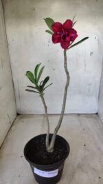 Planta Dobrada 2556 – 30cm – 02 anos - Imagem 2