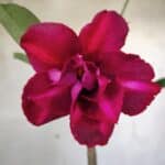 Planta Dobrada 2556 – 30cm – 02 anos