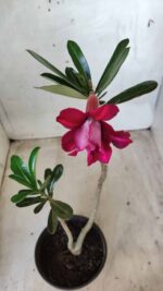 Planta Dobrada 2556 – 30cm – 02 anos - Imagem 4