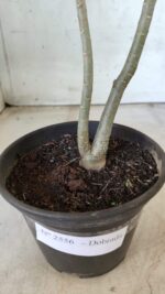 Planta Dobrada 2556 – 30cm – 02 anos - Imagem 6
