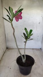 Planta Dobrada 2556 – 30cm – 02 anos - Imagem 5