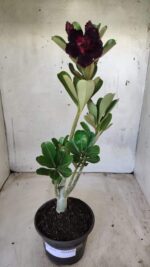 Planta Dobrada 2557 – 30cm – 02 anos - Imagem 2