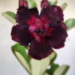 Planta Dobrada 2557 – 30cm – 02 anos