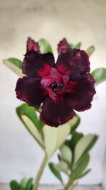 Planta Dobrada 2557 – 30cm – 02 anos