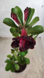 Planta Dobrada 2557 – 30cm – 02 anos - Imagem 4