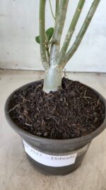 Planta Dobrada 2557 – 30cm – 02 anos - Imagem 7