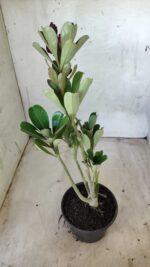 Planta Dobrada 2557 – 30cm – 02 anos - Imagem 5