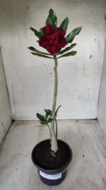 Planta Dobrada 2586 – 30cm – 02 anos - Imagem 2
