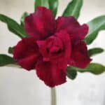 Planta Dobrada 2586 – 30cm – 02 anos