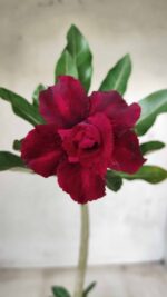 Planta Dobrada 2586 – 30cm – 02 anos