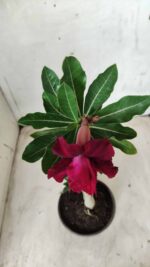 Planta Dobrada 2586 – 30cm – 02 anos - Imagem 4