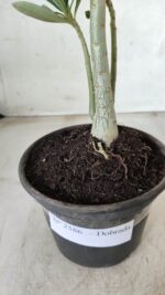 Planta Dobrada 2586 – 30cm – 02 anos - Imagem 6