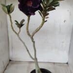 ENXERTO 11656 – 30cm (cor LM 449)