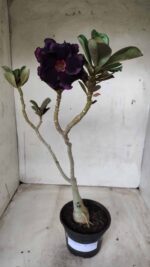 ENXERTO 11656 – 30cm (cor LM 449)