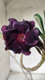 ENXERTO 11656 – 30cm (cor LM 449) - Imagem 3