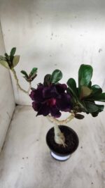 ENXERTO 11656 – 30cm (cor LM 449) - Imagem 4