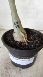 ENXERTO 11656 – 30cm (cor LM 449) - Imagem 7