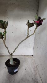 ENXERTO 11656 – 30cm (cor LM 449) - Imagem 6