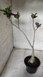 ENXERTO 11656 – 30cm (cor LM 449) - Imagem 5