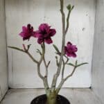 ENXERTO 11662 – 30cm (cor LM 247 e LM 657)