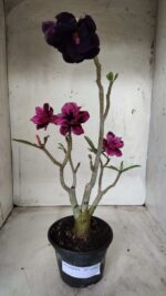 ENXERTO 11662 – 30cm (cor LM 247 e LM 657)