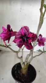 ENXERTO 11662 – 30cm (cor LM 247 e LM 657) - Imagem 3