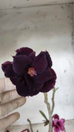 ENXERTO 11662 – 30cm (cor LM 247 e LM 657) - Imagem 4