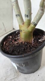 ENXERTO 11662 – 30cm (cor LM 247 e LM 657) - Imagem 8