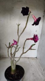 ENXERTO 11662 – 30cm (cor LM 247 e LM 657) - Imagem 7