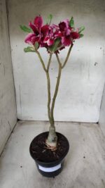 ENXERTO 11674 – 30cm (cor LM 514) - Imagem 2