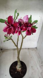 ENXERTO 11674 – 30cm (cor LM 514) - Imagem 4