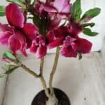 ENXERTO 11674 – 30cm (cor LM 514)