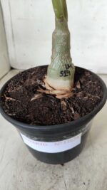 ENXERTO 11674 – 30cm (cor LM 514) - Imagem 6