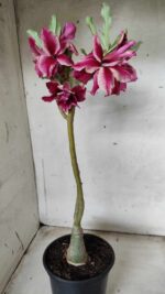 ENXERTO 11674 – 30cm (cor LM 514) - Imagem 5