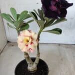 ENXERTO 11676 – 30cm (cor LM 667 e LM 449)