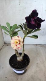 ENXERTO 11676 – 30cm (cor LM 667 e LM 449)